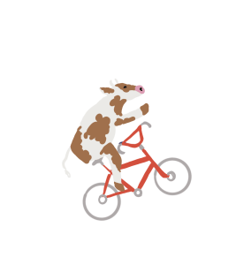 cow on bicycle